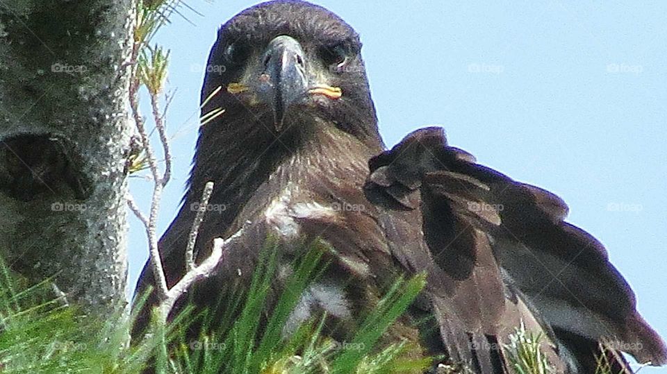 Eaglet eyes
