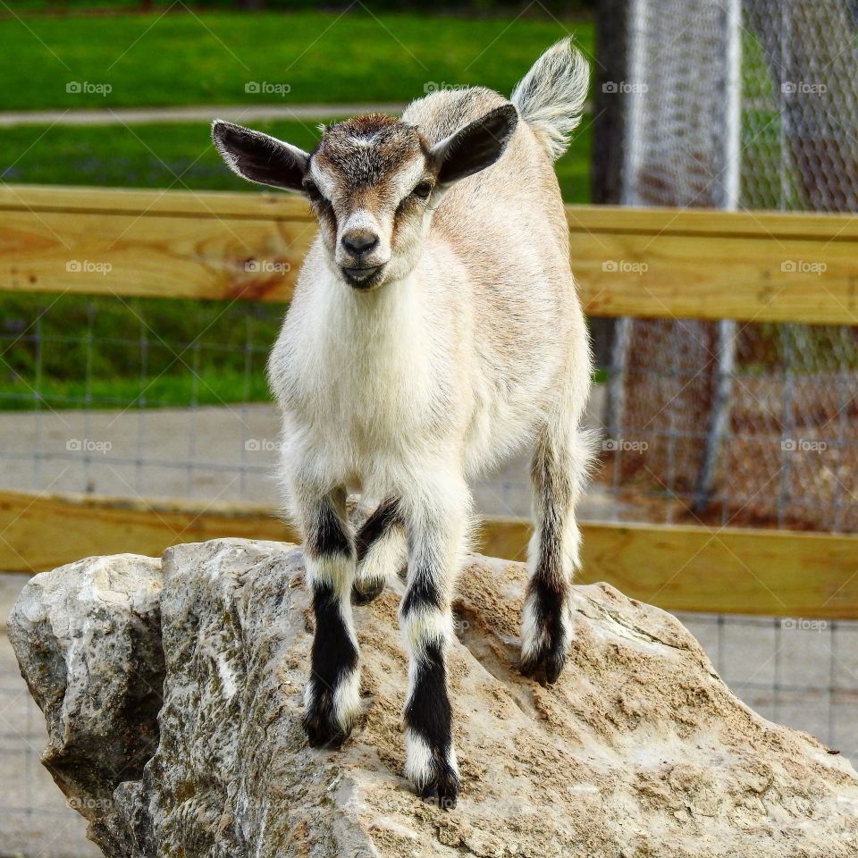 Baby goat