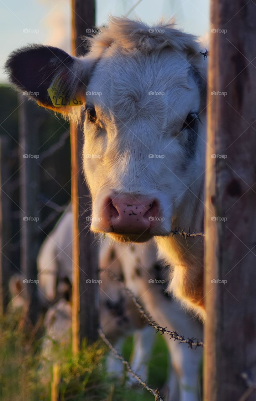 Very curious cow
