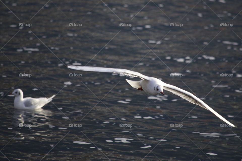 Two seagulls at lake