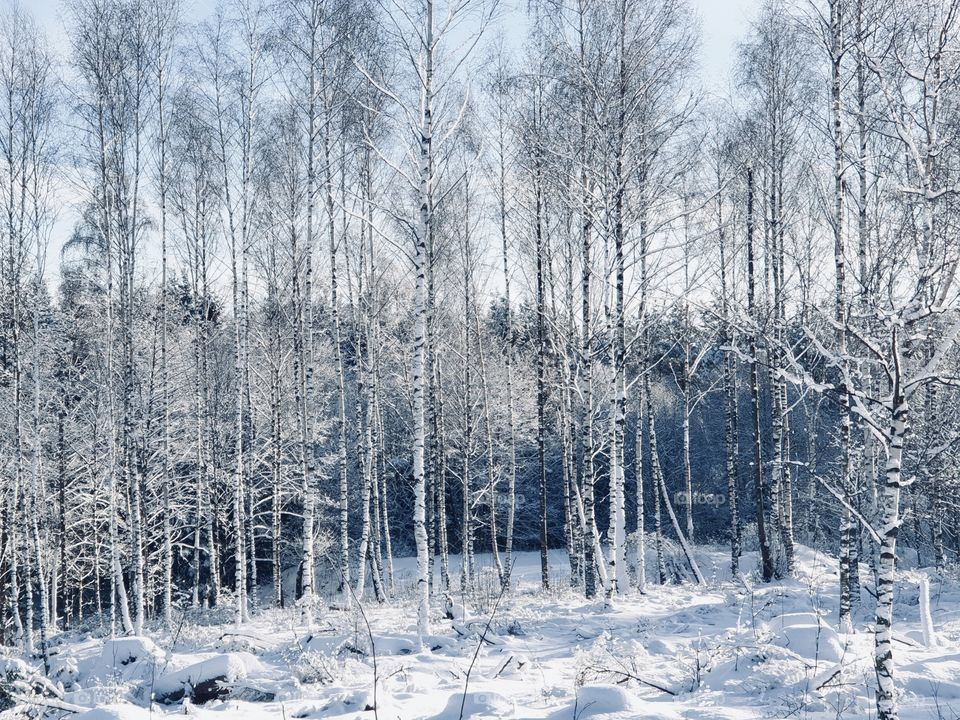 Beautiful sunny winter day, birches snowy woods, skog vinter, björkar fin solig vinterdag med mycket snö