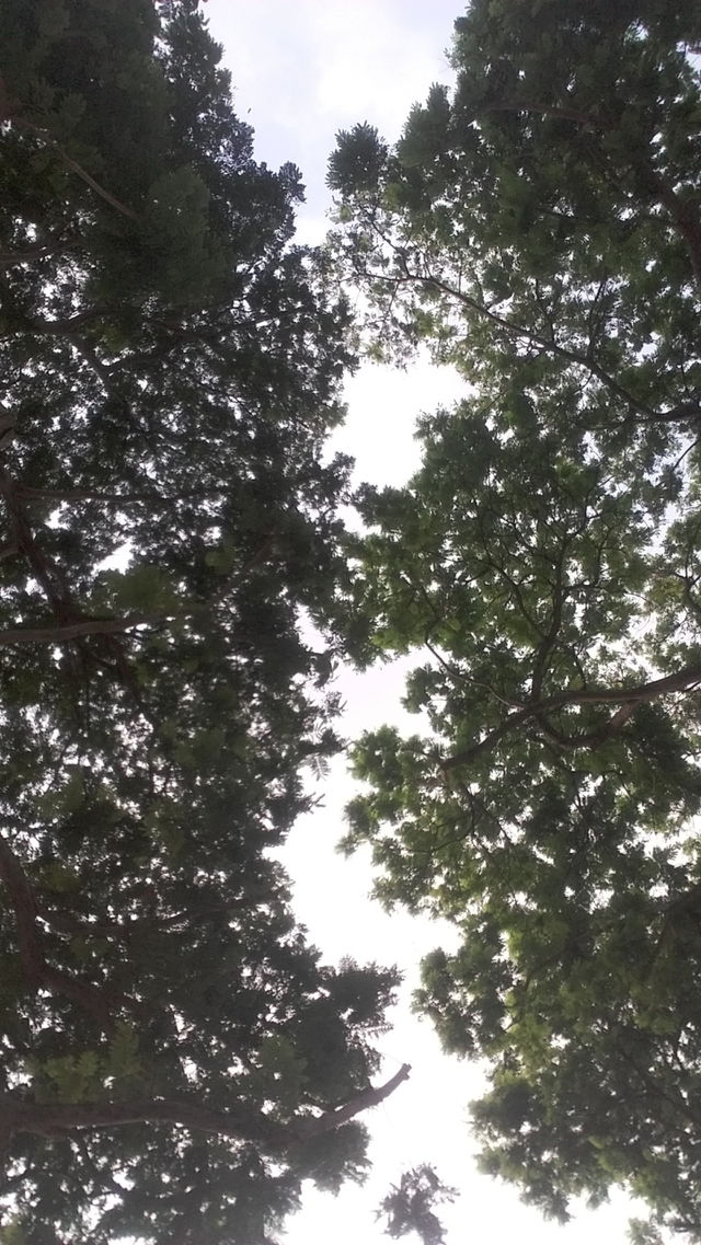 Sky