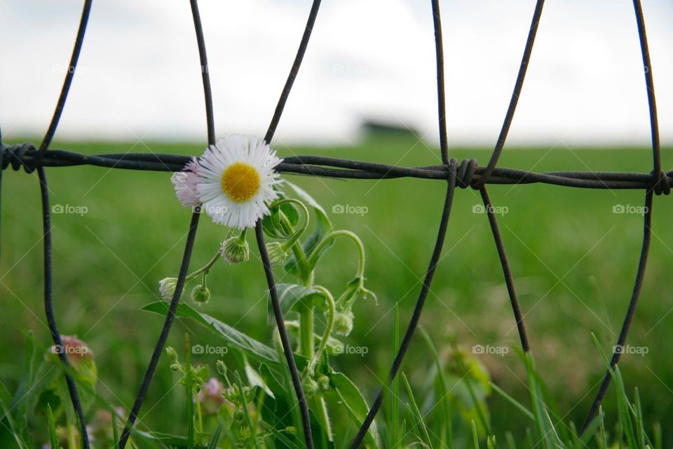 Flower on a Fence