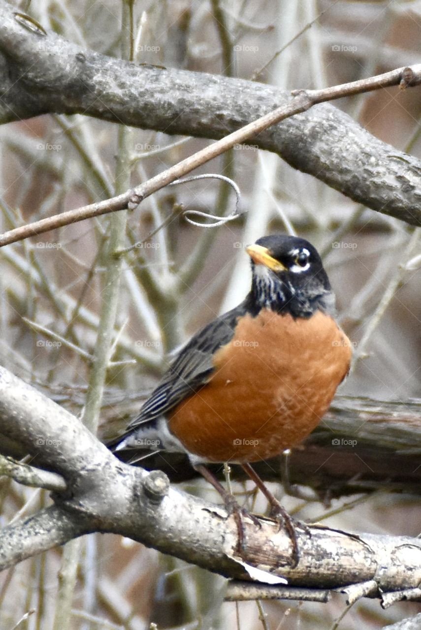 First sign of spring each year is the return of the Robin 