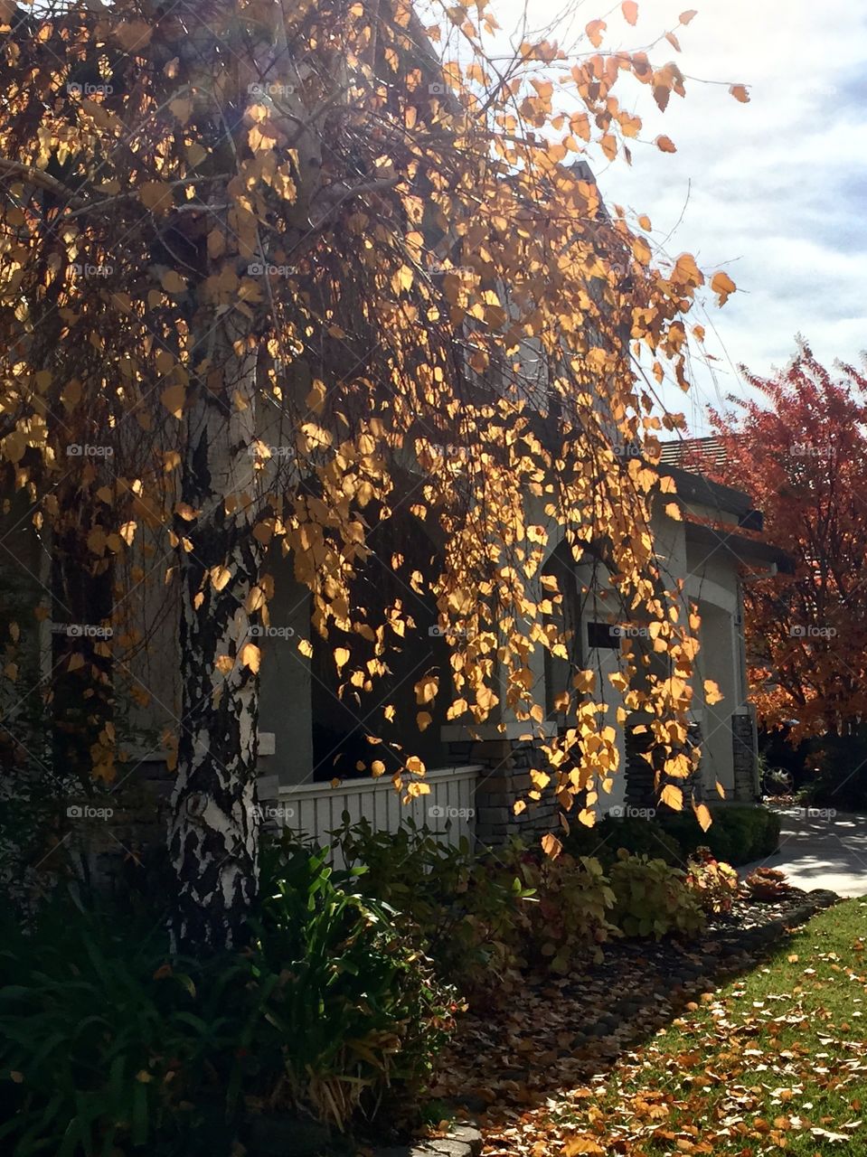 Autumn. Yellow tree 