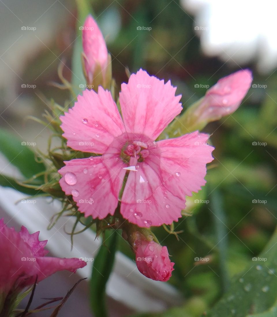 flower Nelke rosa pink blühen Blüte blume