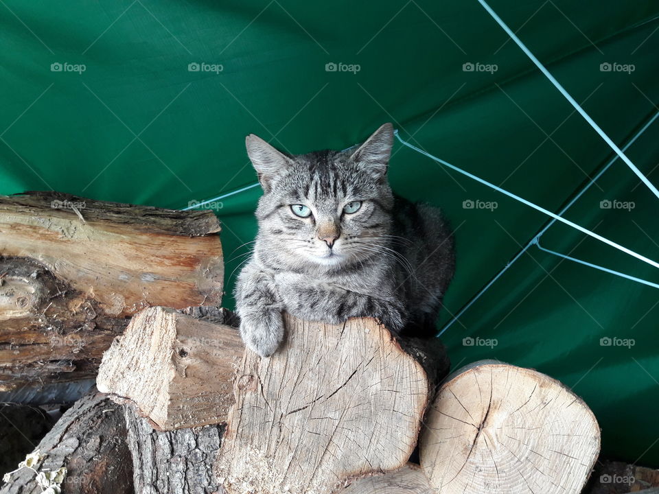 cat on logs