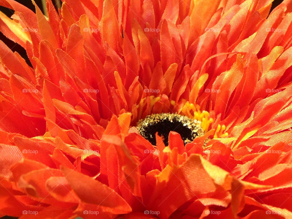 flora flower orange blomma by cabday