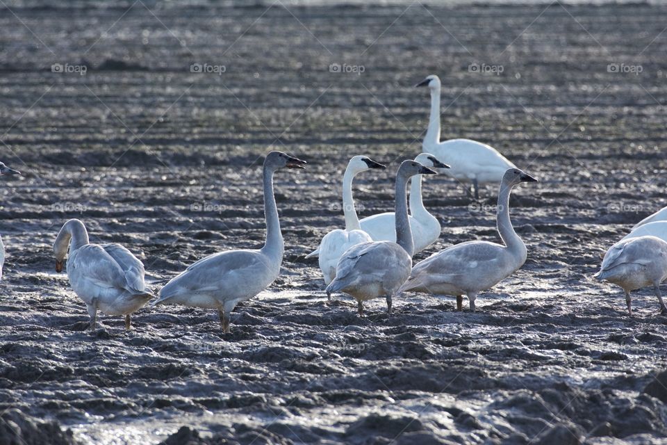 Trumpeter Swans 