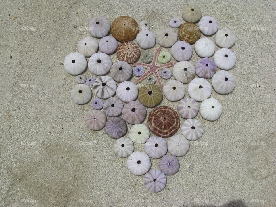 Sea shells heart