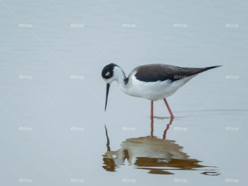Black necked Stilt with reflection