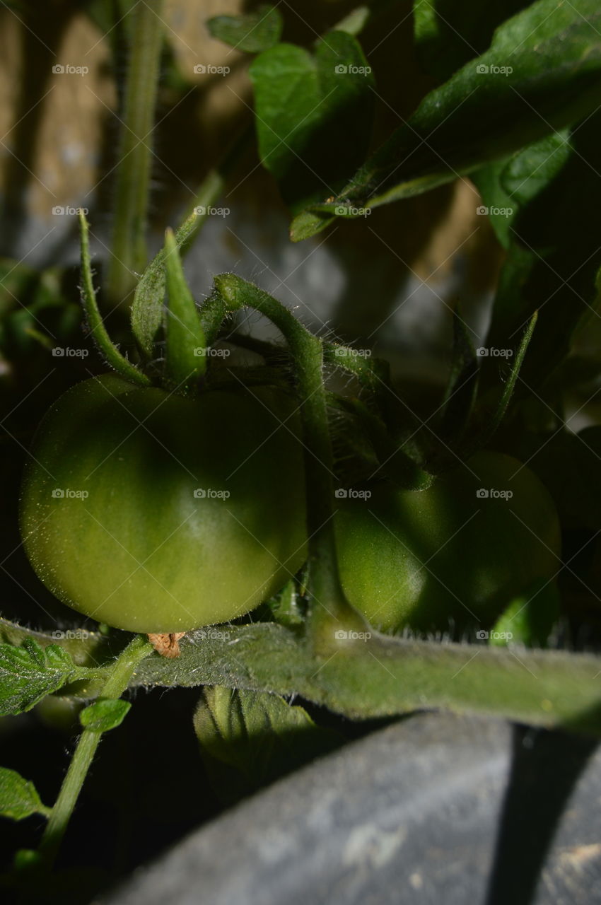 green Tomatoes