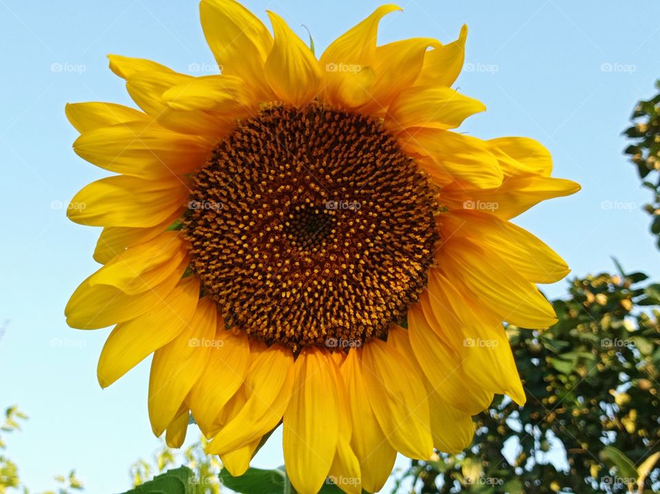 Sunflower in the garden. Russia, Kuban.