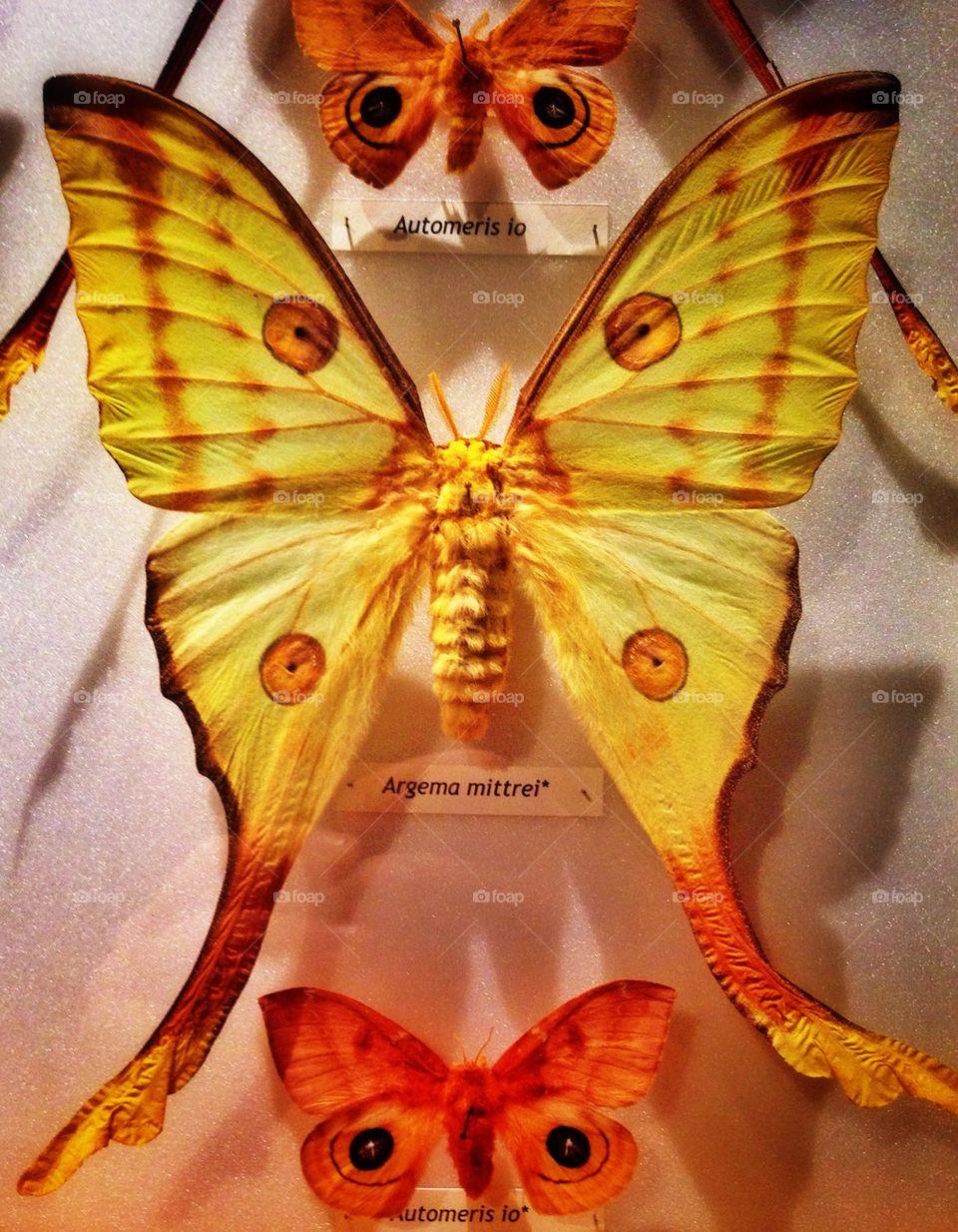 Giant Butterfly!