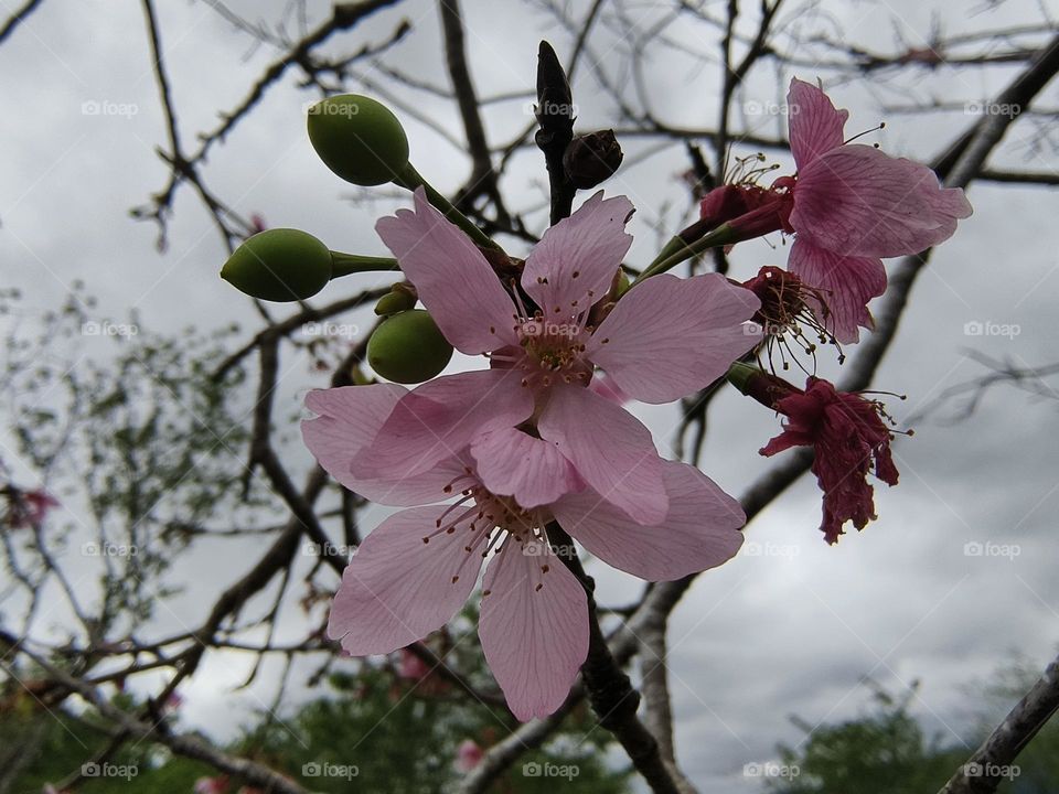 Cherry blossoms at Chulu Ranch in Beinan Township