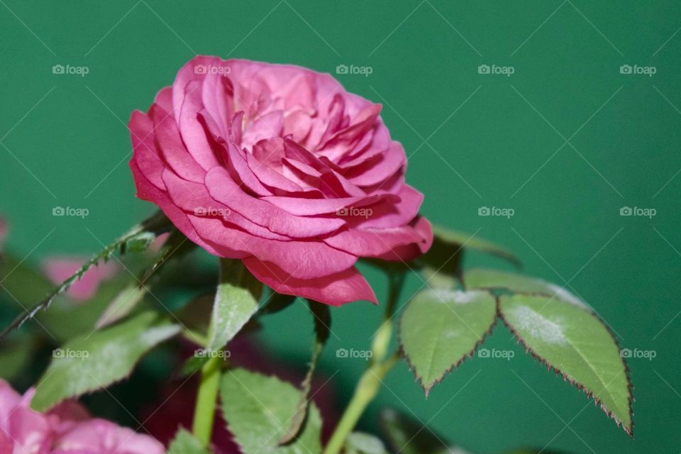 rose blooming green background
