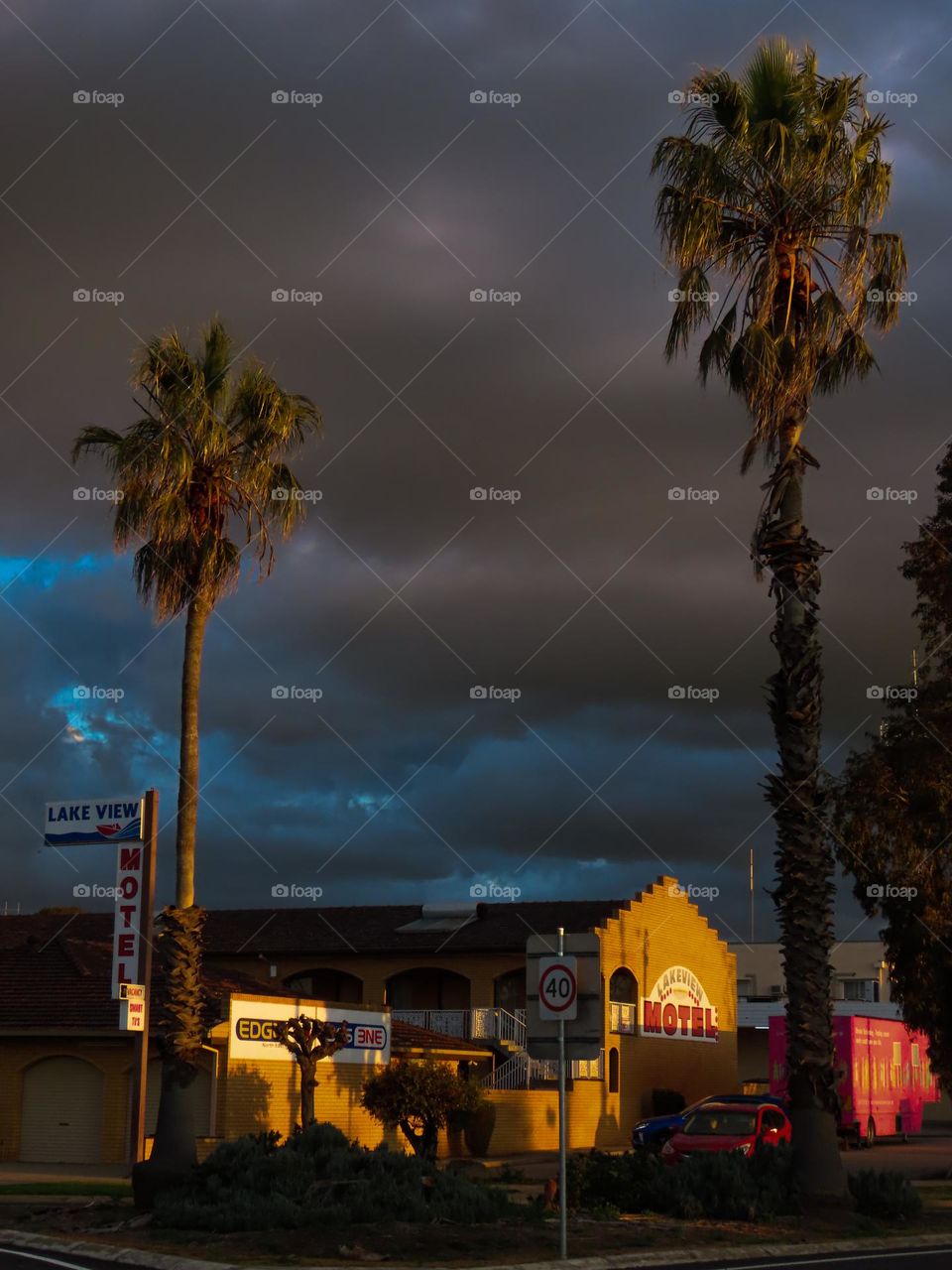 Palm trees in street