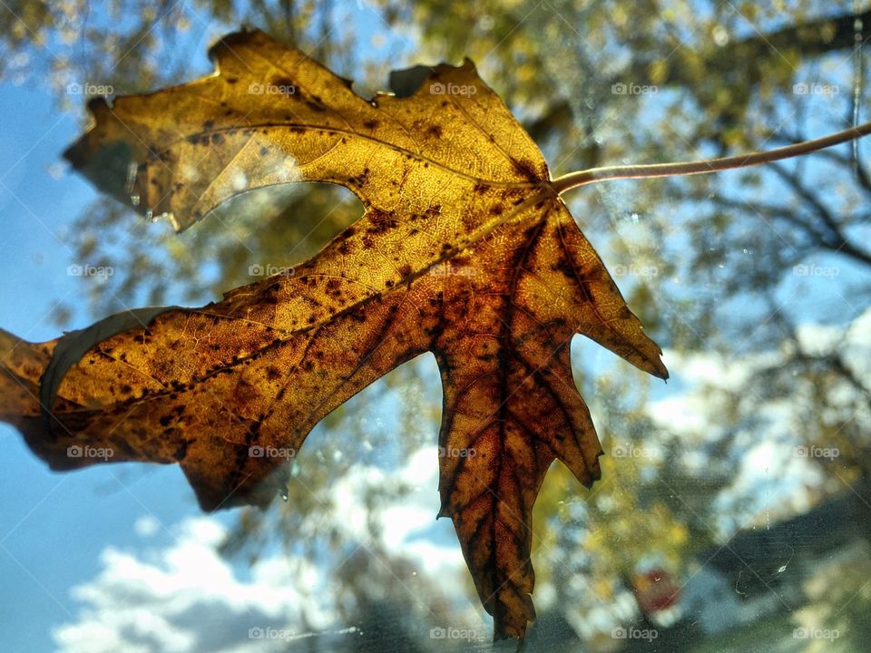 The last leaf of fall. 