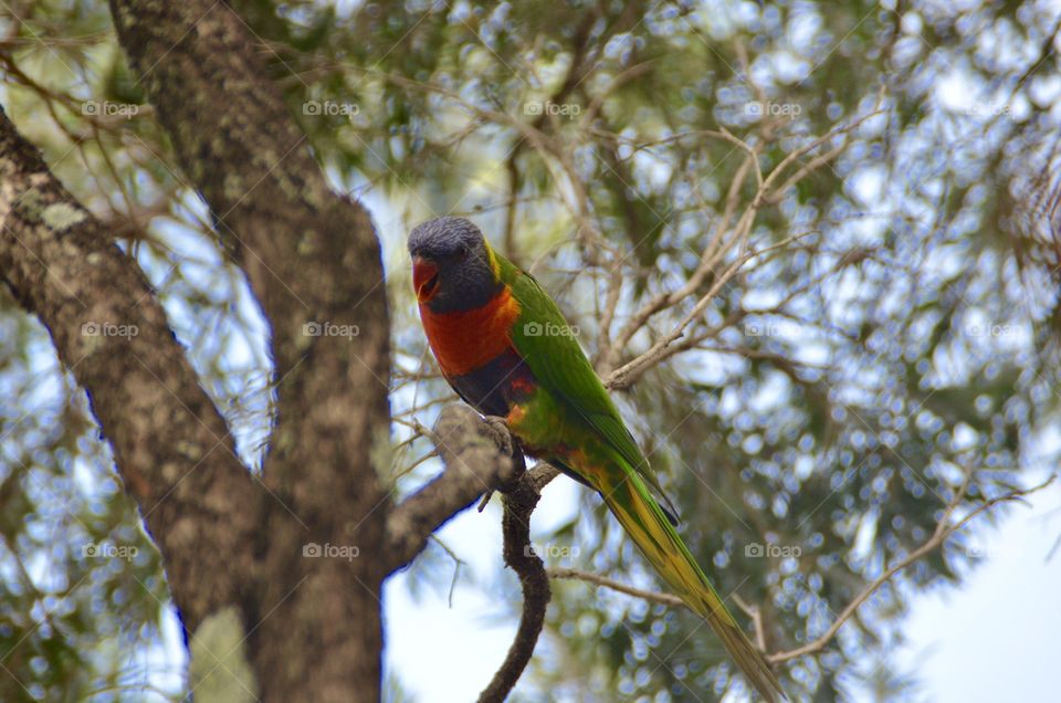 Lorikeet on a tree branch 