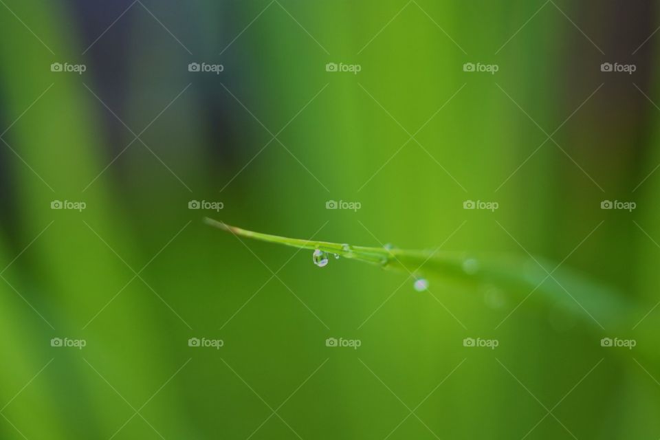 Water drops on grass