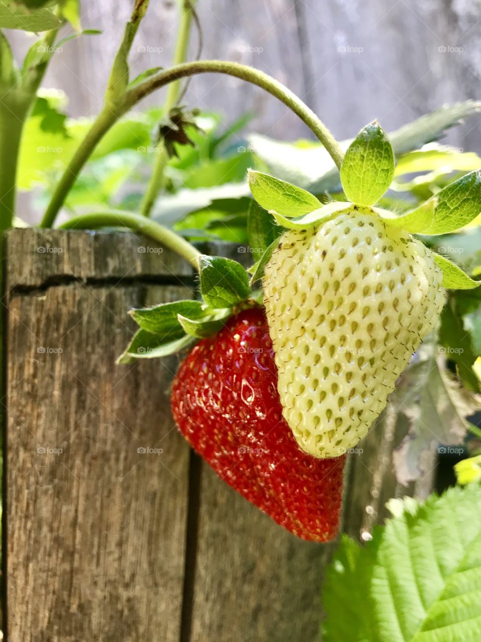 My first ripe strawberry 🍓