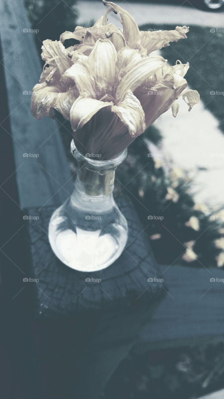 Withered lilies in a tiny vase overlooking the other lilies