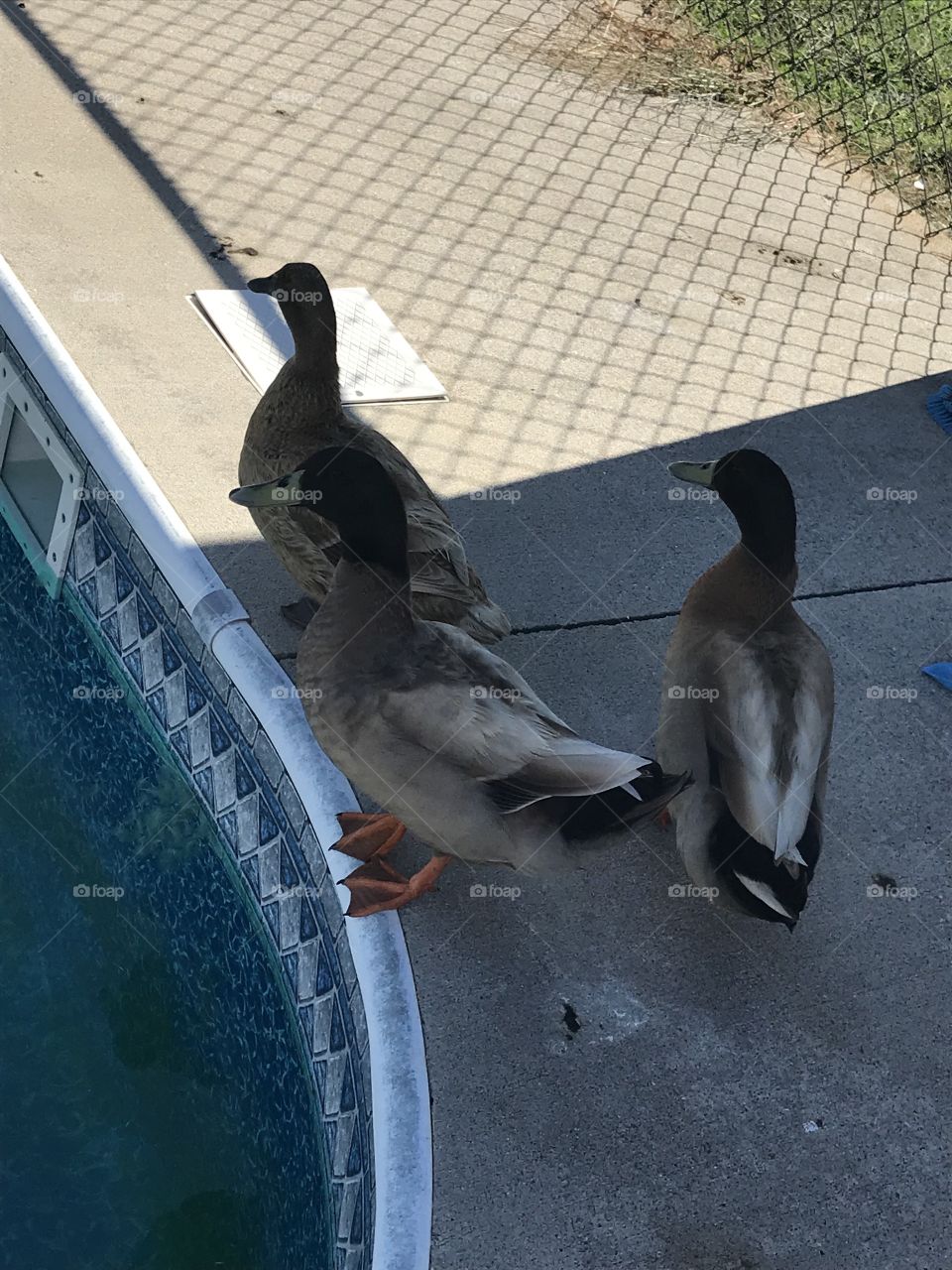 Ducks together 