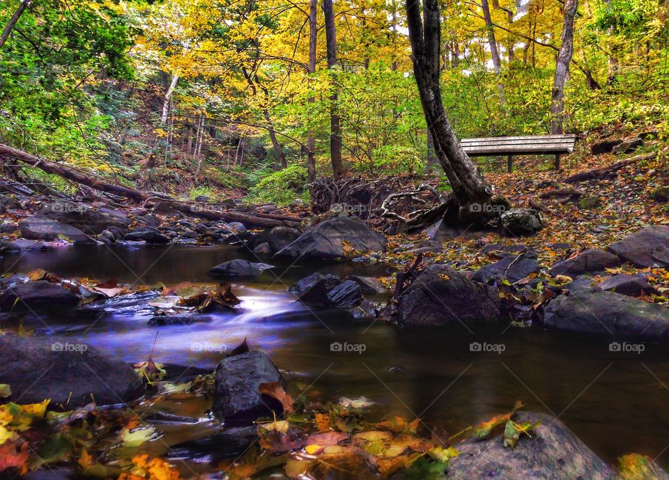 Bench over the stream