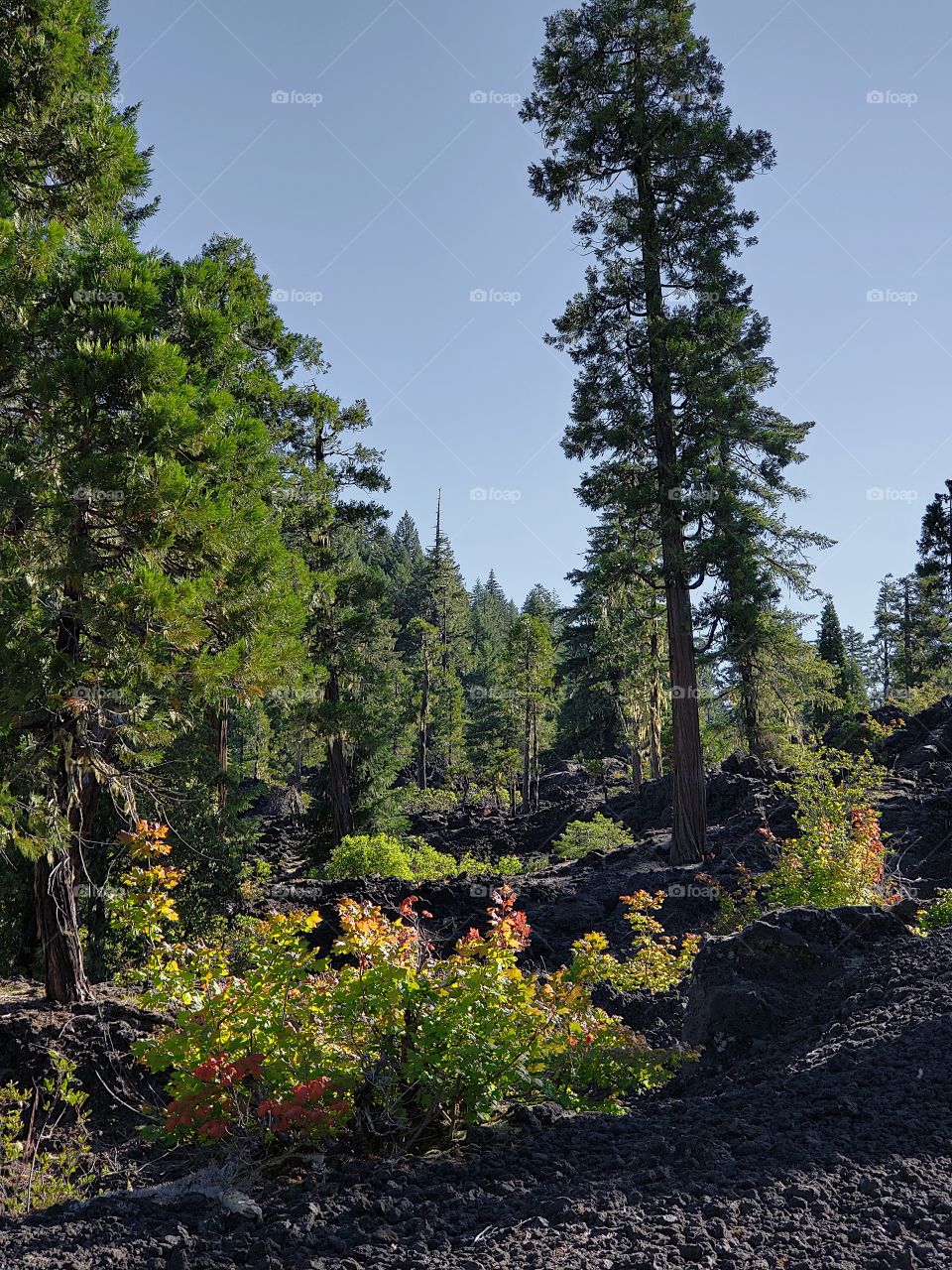 Hardened lava rock covers the forest floor among the fir trees and bushes on a sunny summer morning in Western Oregon. 