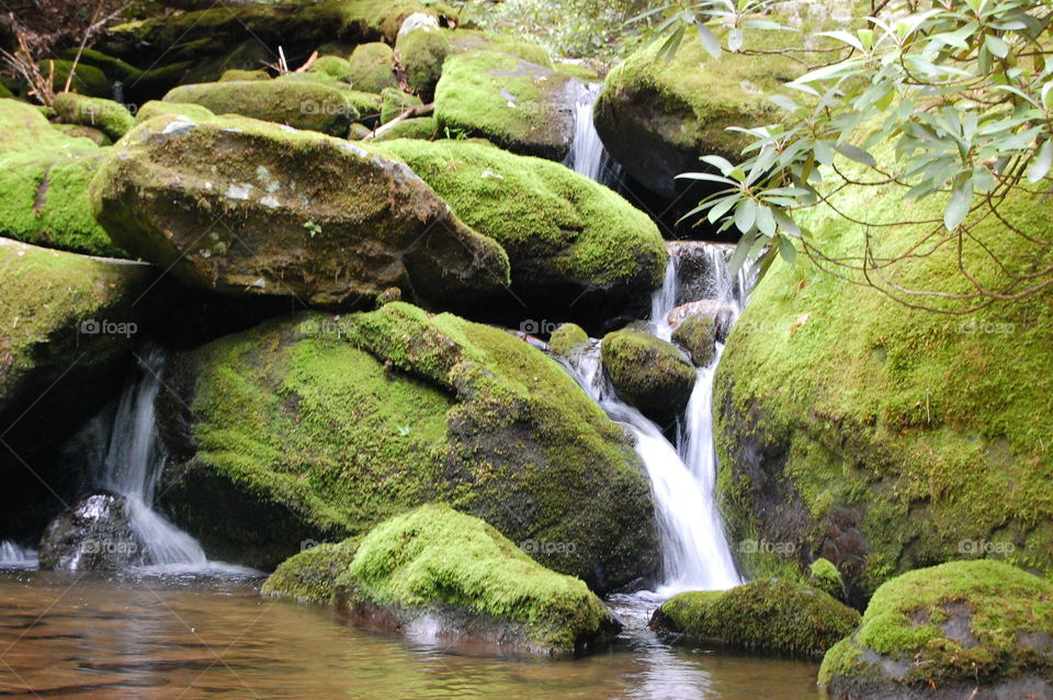 Mossy stream