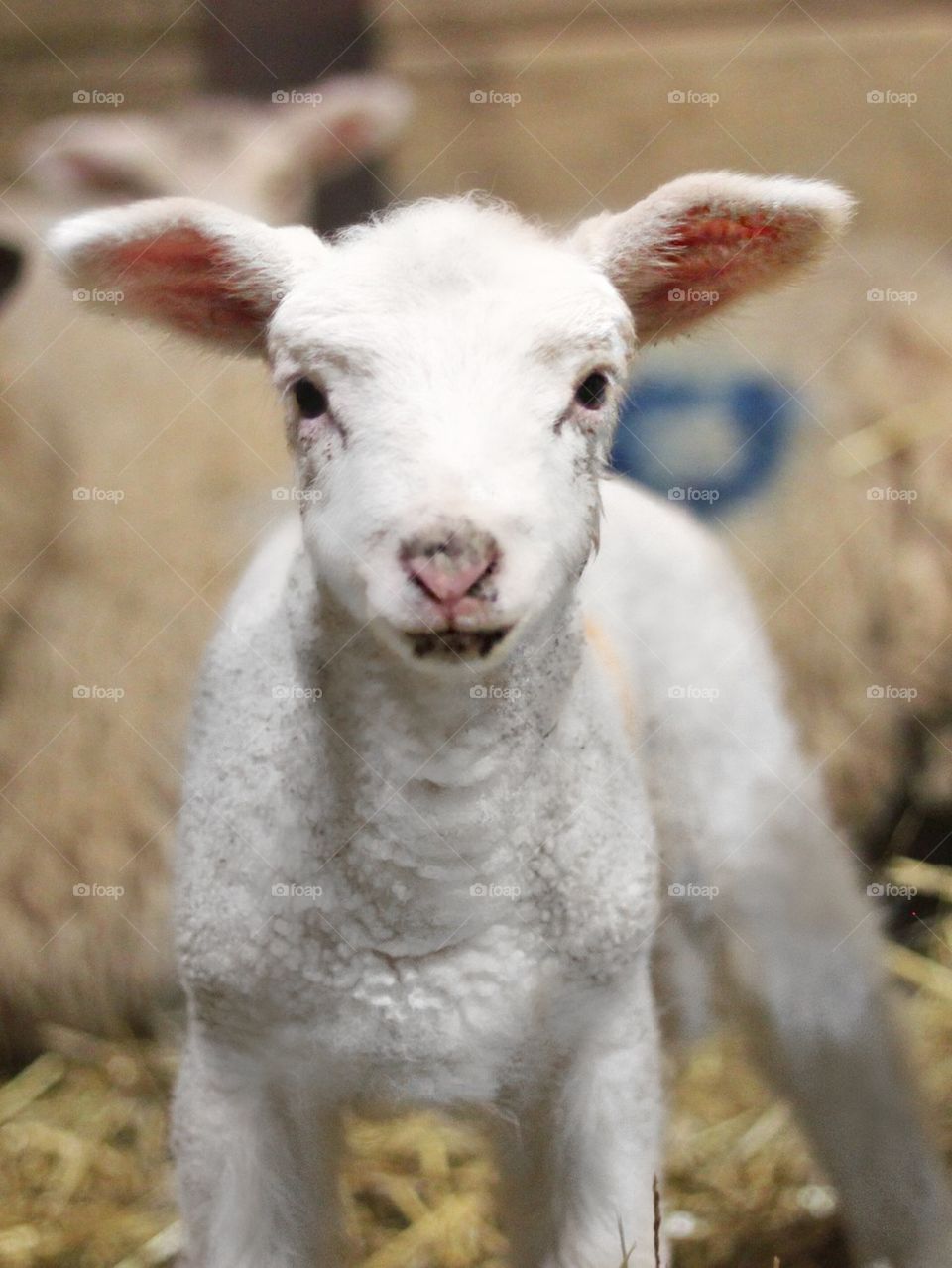 Lamb