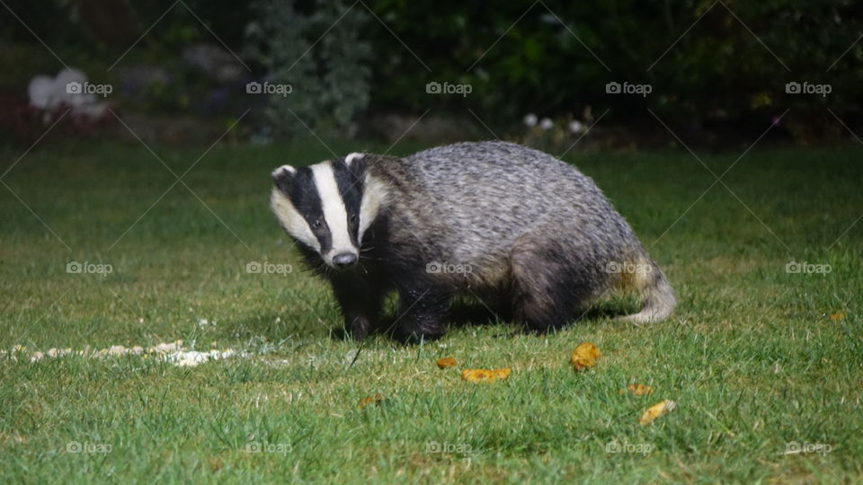 Badger 