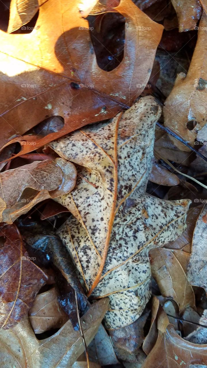 bed of leaves