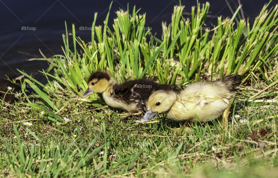 2 Muscovy ducklings