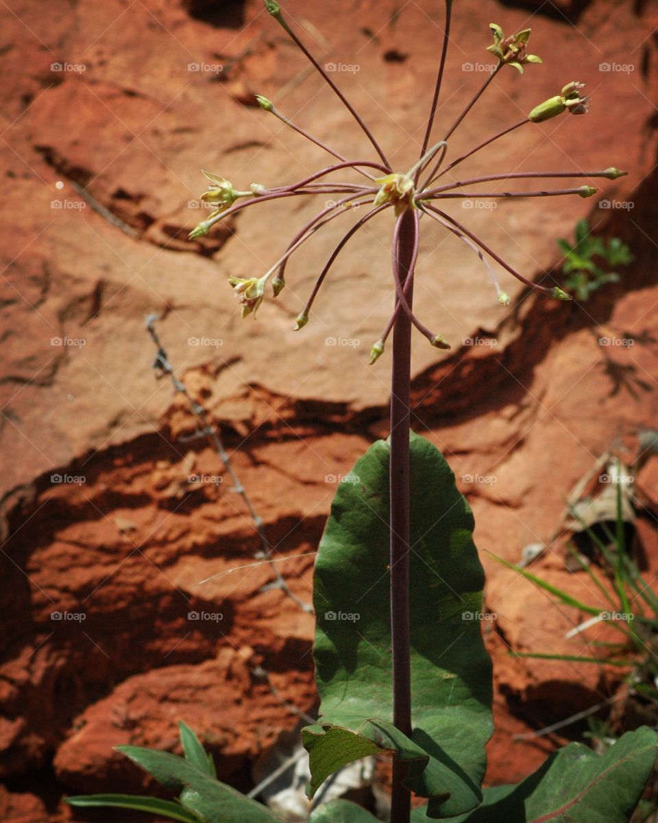 milkweed sandstone