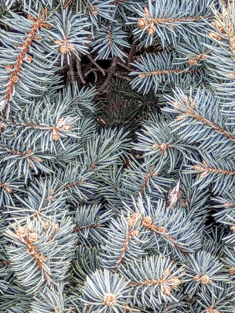 The leaves of pine tree outdoor are beautiful, bring a festival feeling, it is evergreen and so lovely, looks like a Christmas card.