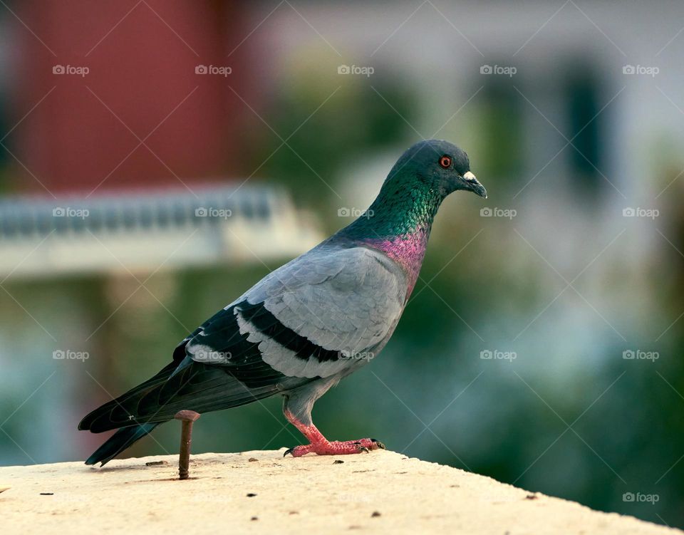 Bird photography  - Dove