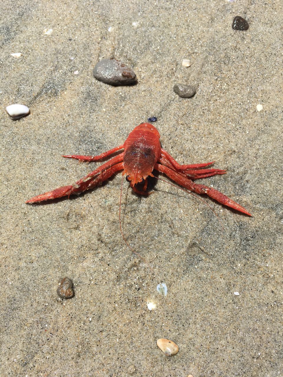 Red tuna crab