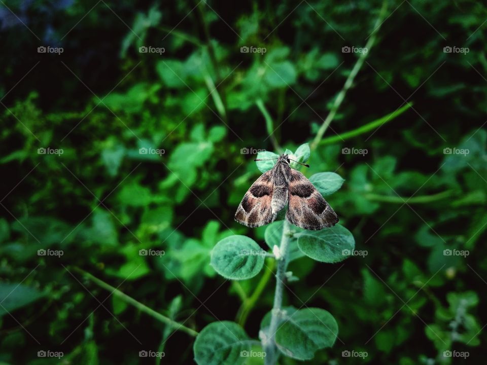 very cutest butterfly it was sleeping on the leaflet such a beautiful