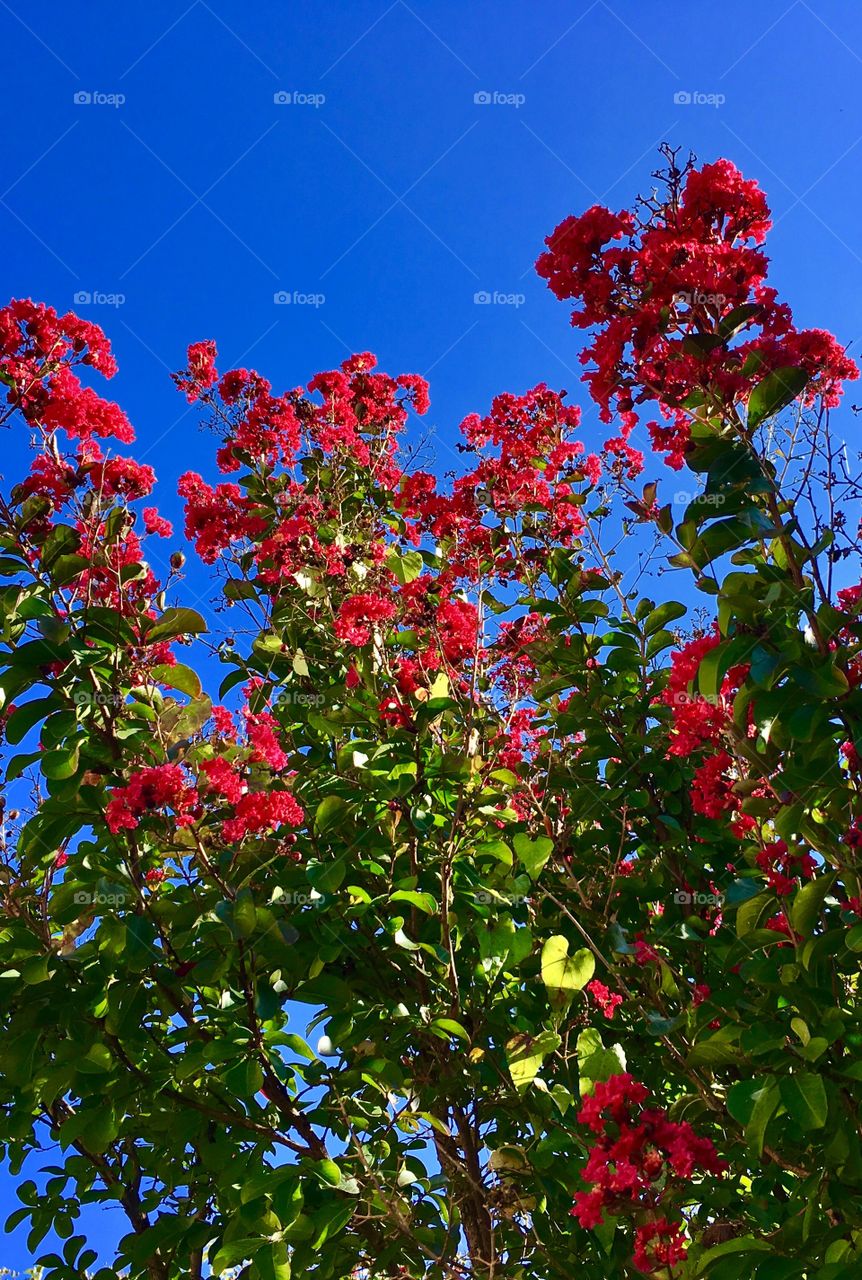 Crepe Myrtle red bloom tree