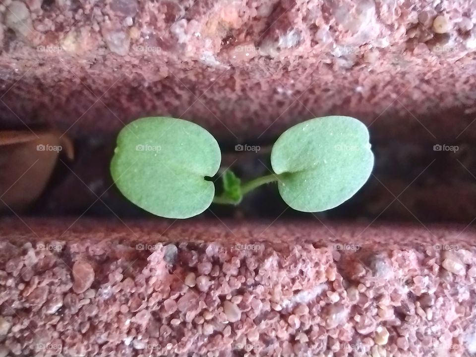 Unfiltered, beautiful close-up of a lovely little green plant between bricks