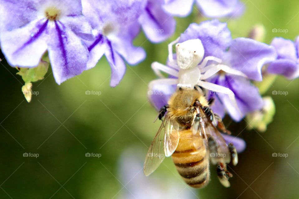 White spider trap a bee on purple flower 