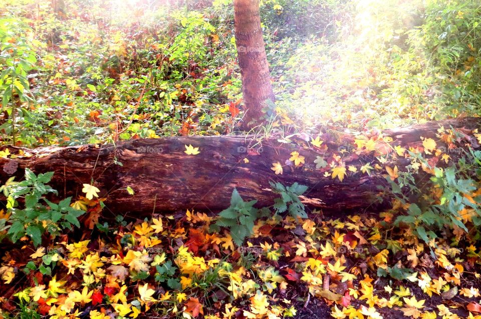 stump in the fall