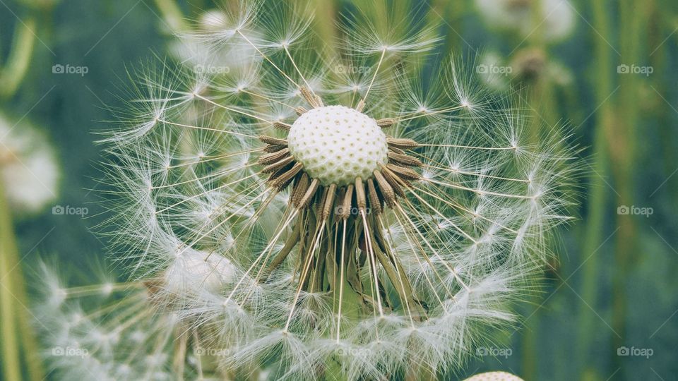 White fluffy blow dandelion in grass