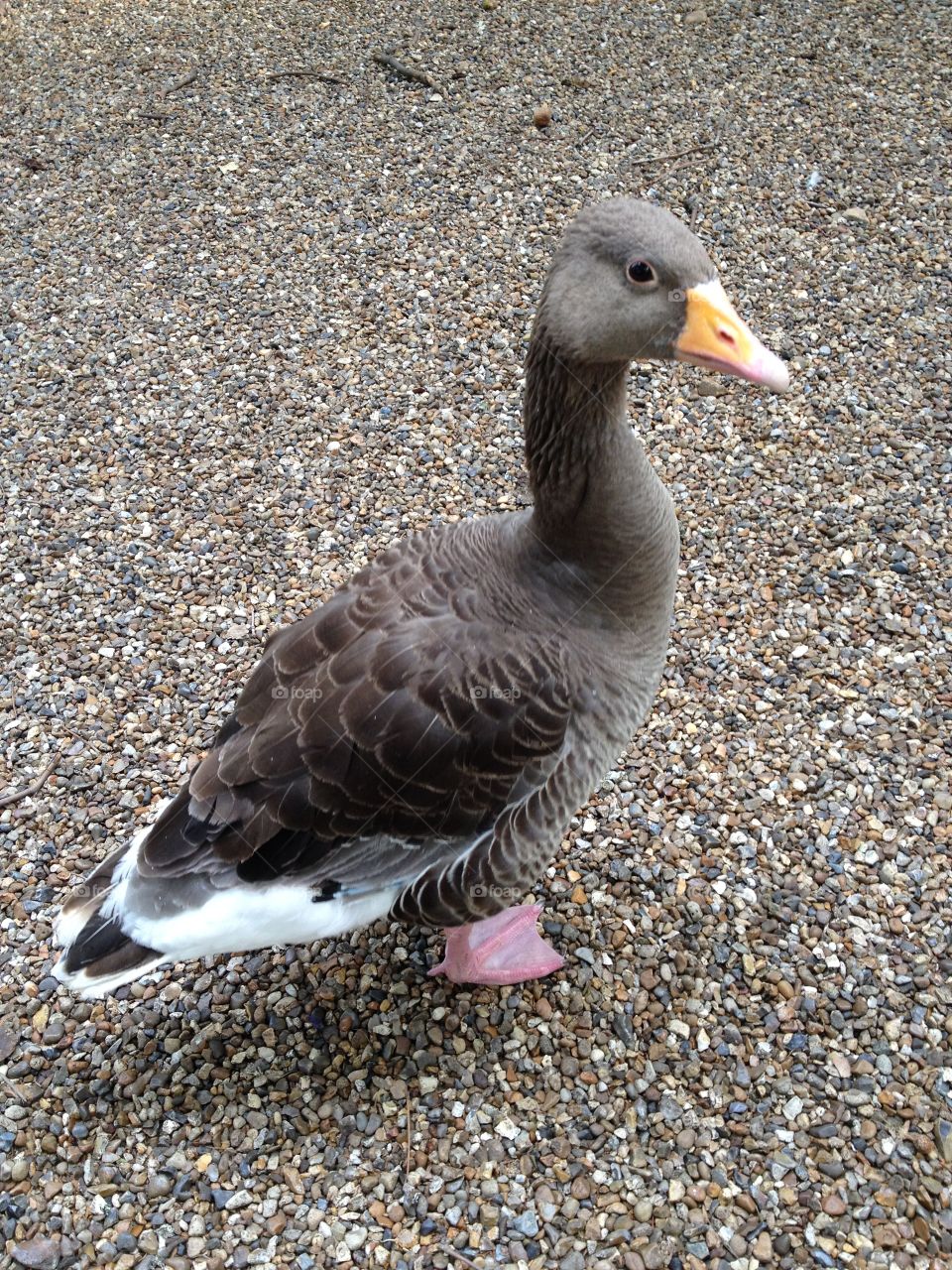 High angel view of duck