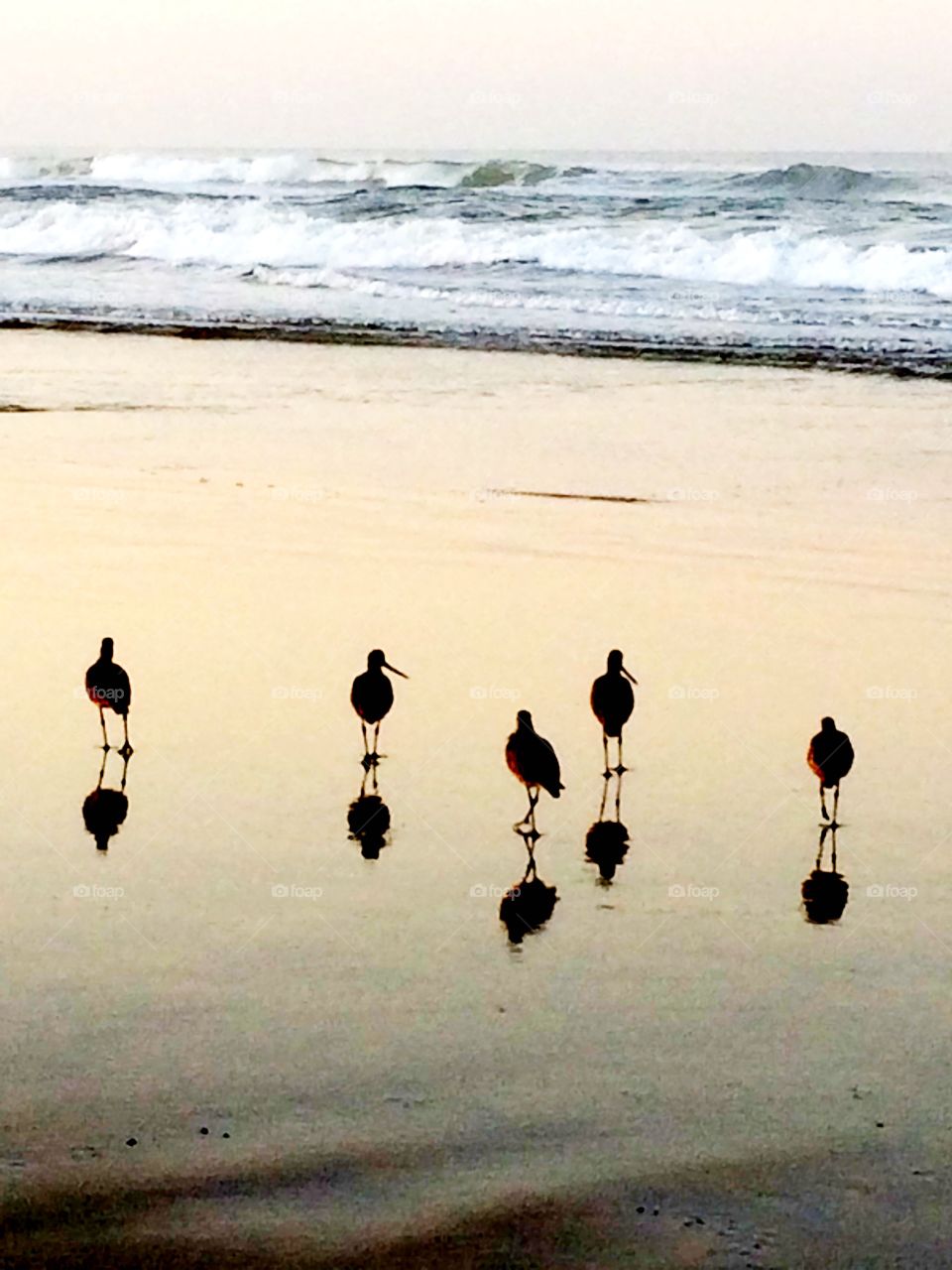 Birds at sunrise. Birds at sunrise