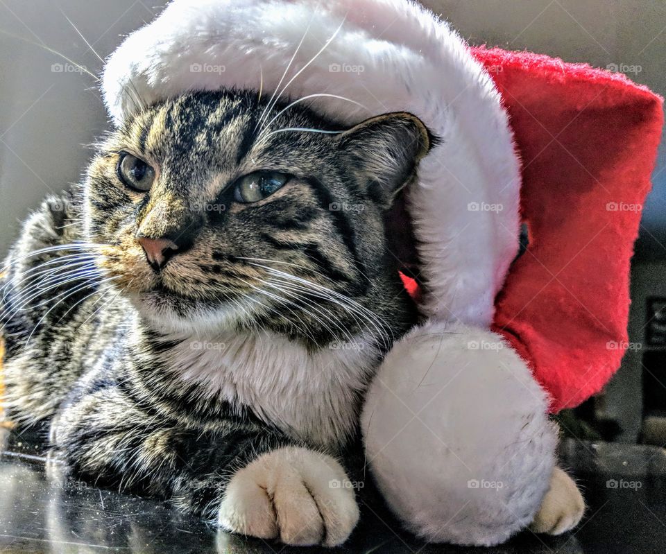 santa cat