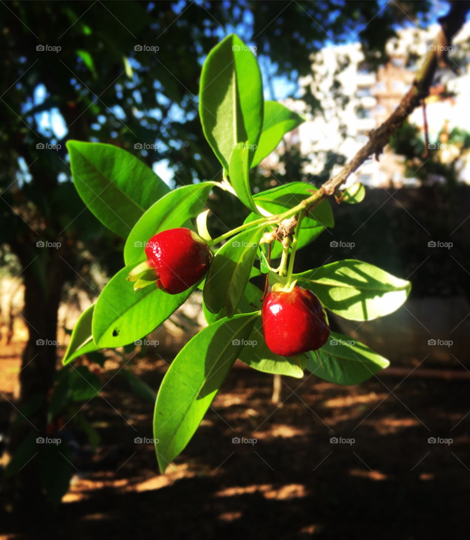 And we arrived at the ... cherry season!
After blackberries and cherry, our orchard is producing these delicious fruits. / E chegamos à estação das... cerejas!
Depois das amoras e das pitangas, nosso pomar está produzindo essas deliciosas frutas.