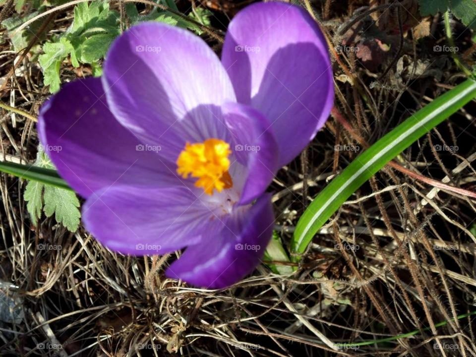 Crocus Vernus. The queen of violet