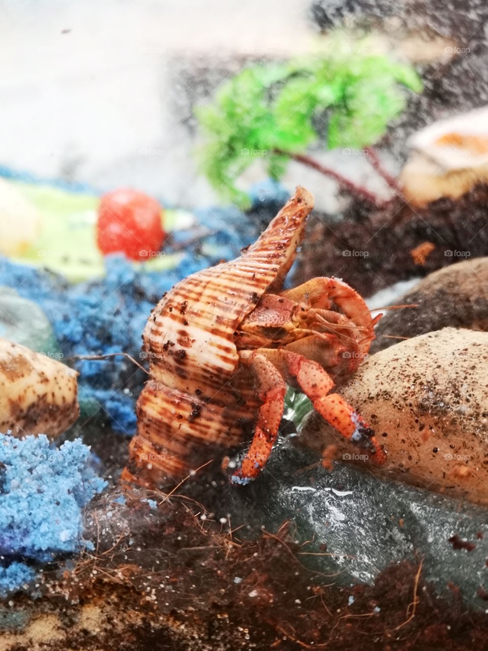 Hermit crab posing